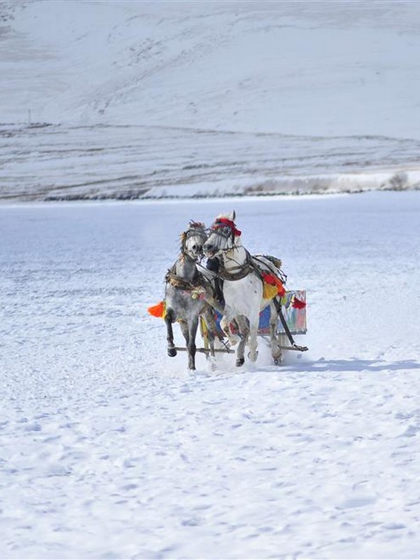 Ardahan Karesi