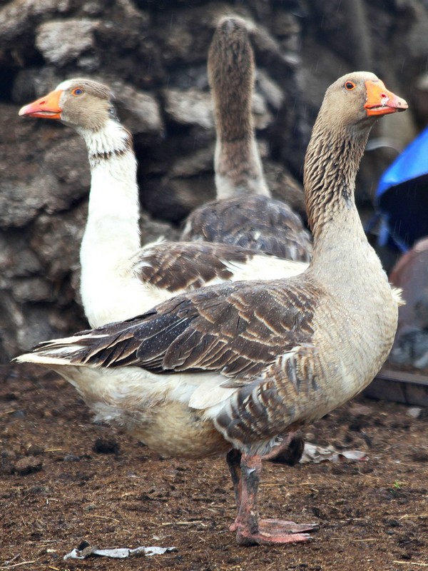 Ardahan Karesi